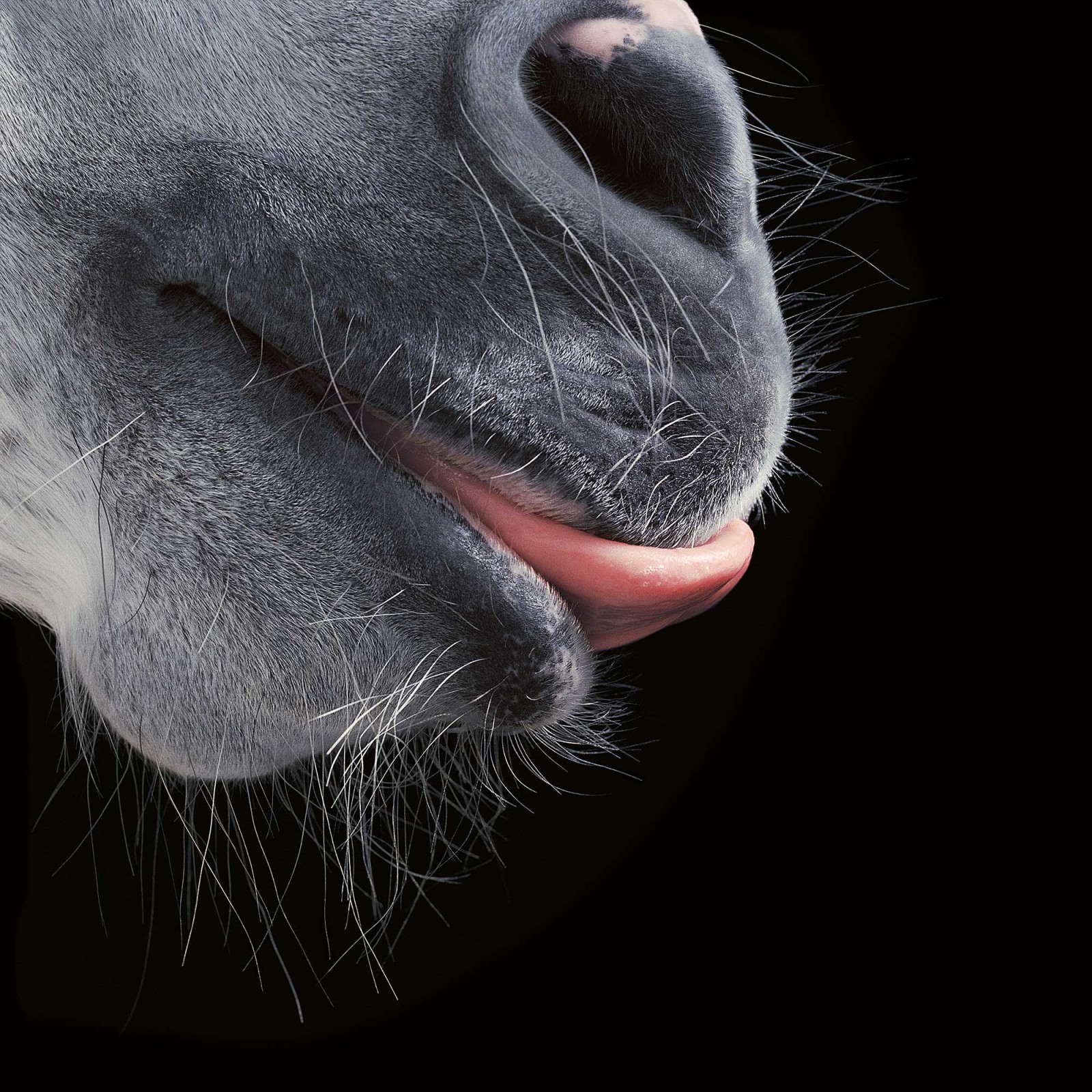www.lacavalieremasquee.com | Equus by Tim Flach
