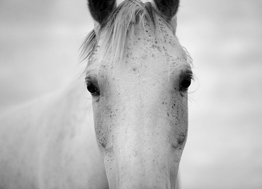 svetlana-petrova-horses-01