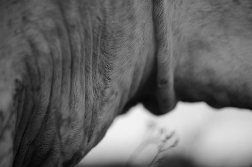 svetlana-petrova-horses-02