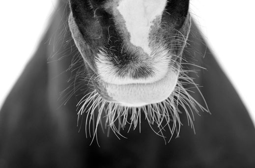 svetlana-petrova-horses-03