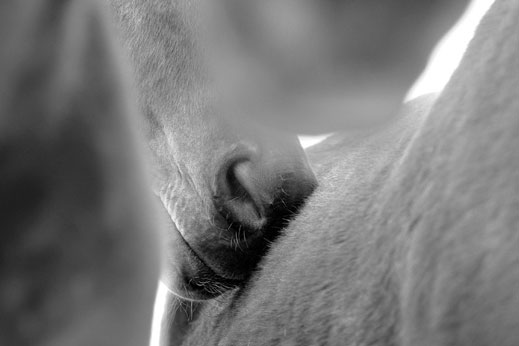 svetlana-petrova-horses-04