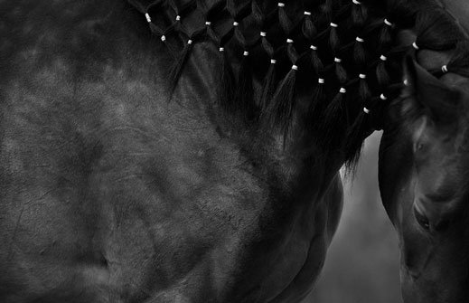 svetlana-petrova-horses-05