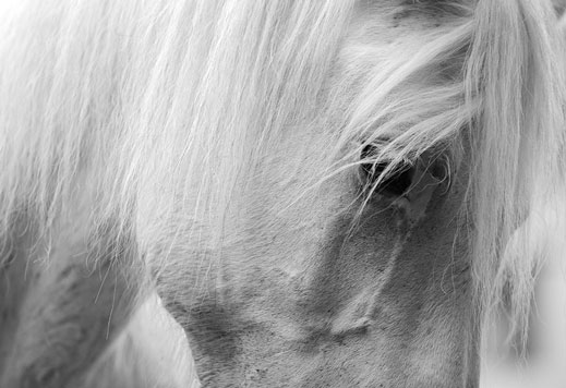 svetlana-petrova-horses-06