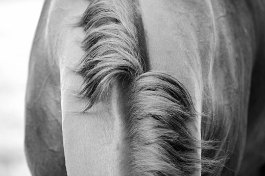 svetlana-petrova-horses-07