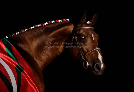 sandrine-philippe-branquart-equus-black-euskal-stallion-01