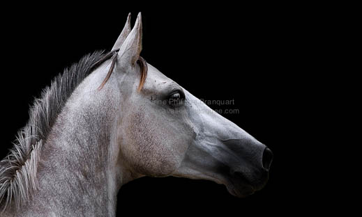 sandrine-philippe-branquart-equus-black-parthenon