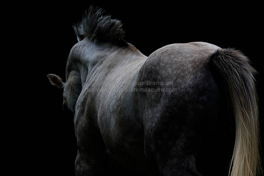 sandrine-philippe-branquart-equus-black-phantom