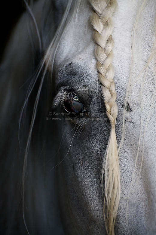 sandrine-philippe-branquart-equus-natural-in-your-eye
