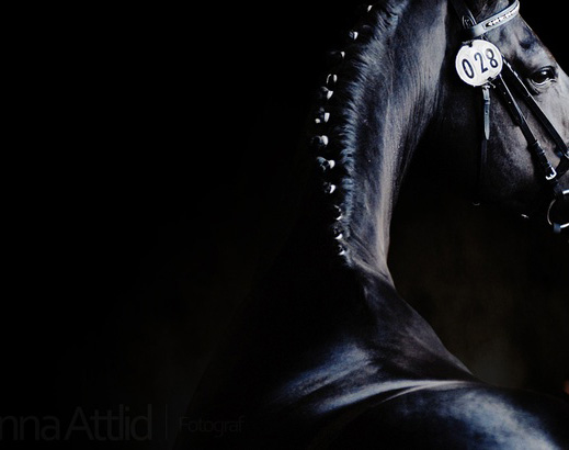 Black Horse
