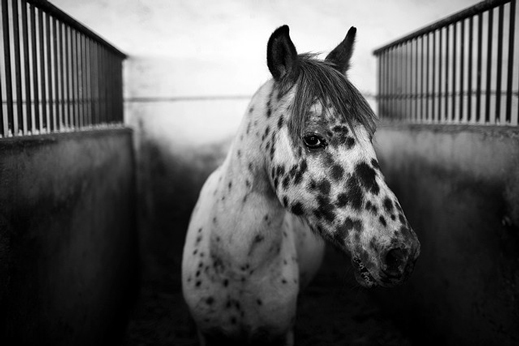 Caballos Caballos