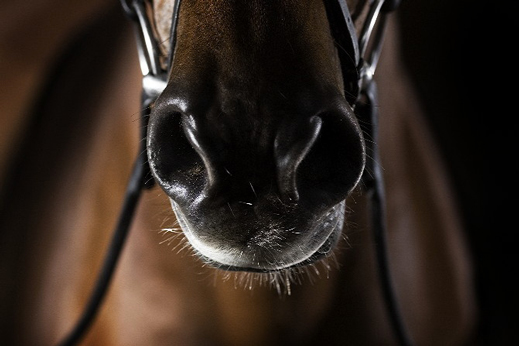 equestrian-photography.jpg