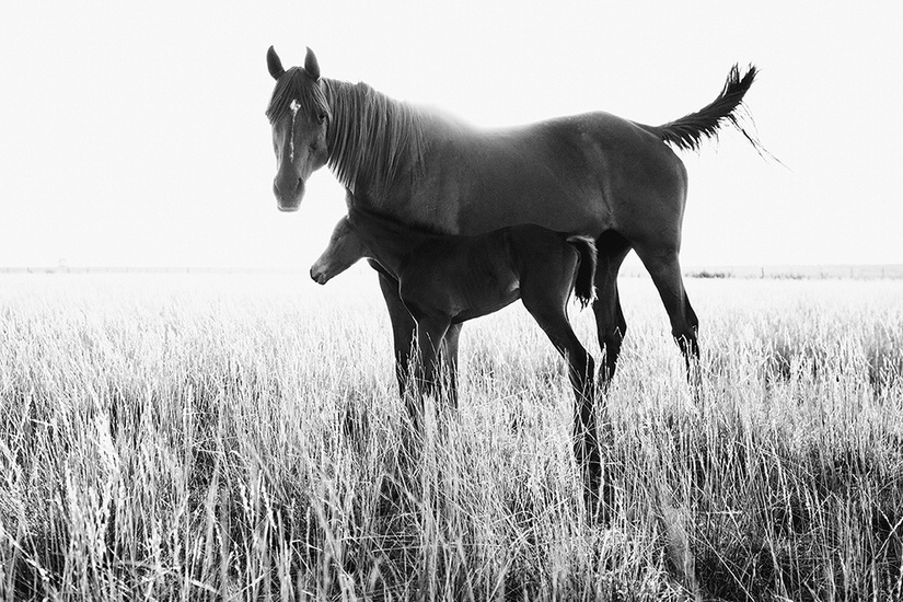 www.lacavalieremasquee.com | Victoria Aguirre: Pampa Horses