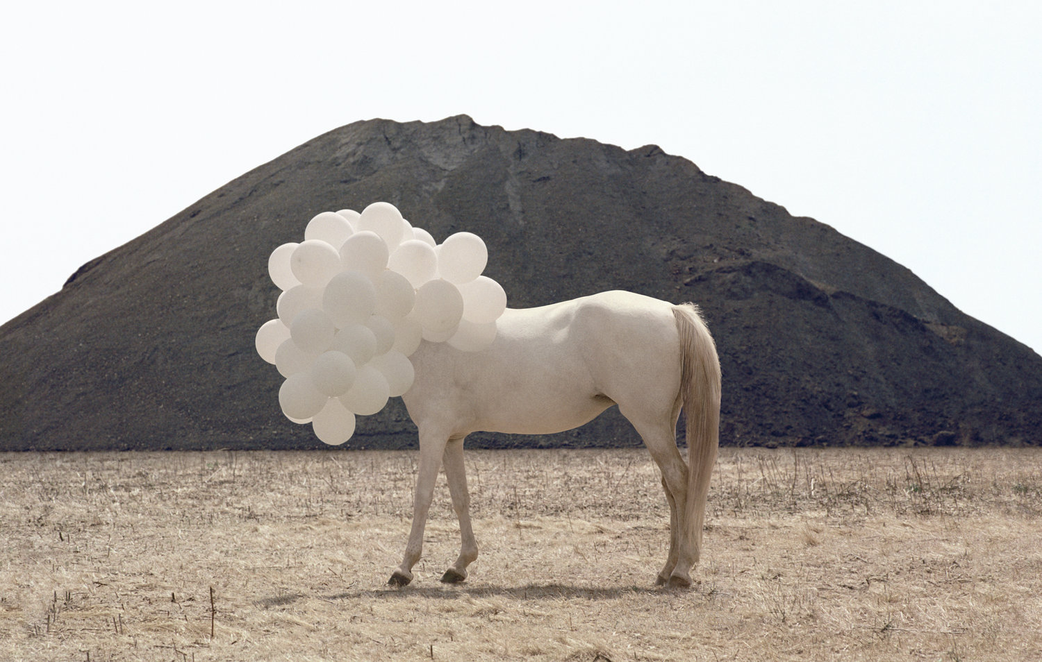 La Cavalière masquée | Andrea Galvani: Death of an Image