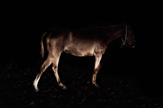sebastiano-vitale-the-raw-horseproject-5