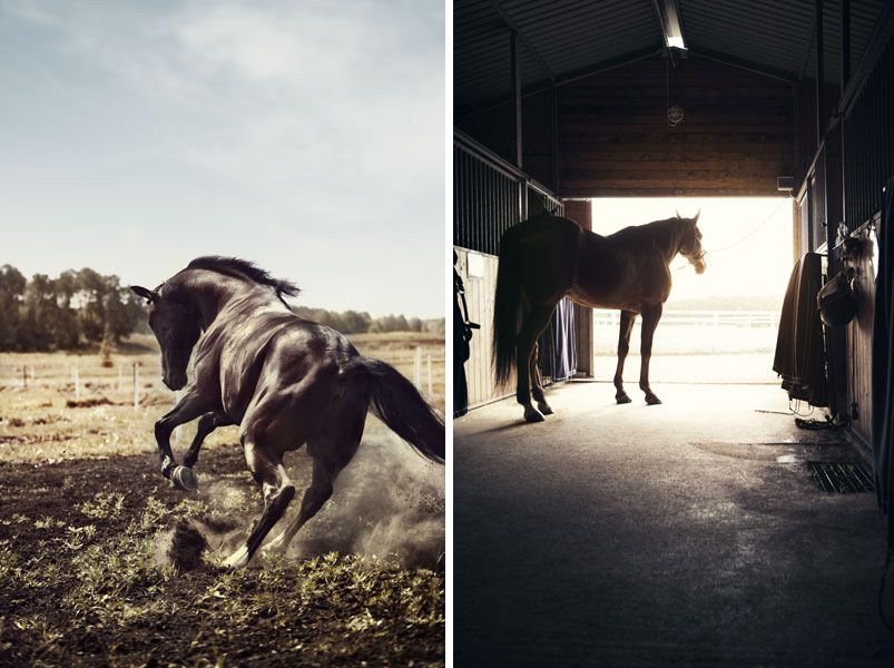 www.lacavalieremasquee.com | Kalle Gustafsson for ATG: The Horse Races