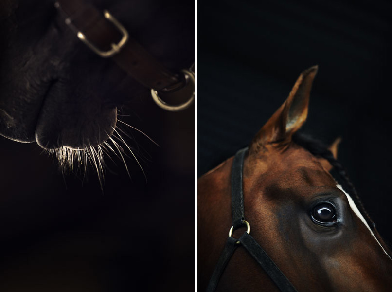 www.lacavalieremasquee.com | Kalle Gustafsson for ATG: The Horse Races