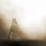 Emerging beauty – Horse