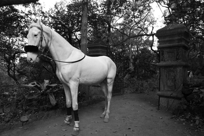 www.lacavalieremasquee.com | Mara Desipris for Elle India: Don't ride the white horse