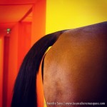 www.lacavalieremasquee.com | Saut Hermès 2014 au Grand Palais