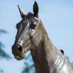 www.lacavalieremasquee.com – Ourasi, hippodrome de Vincennes