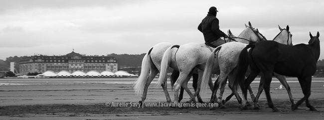 www.lacavalieremasquee.com | Chevaux x Polo x Deauville