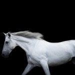 www.lacavalieremasquee.com | modern-equine-photography-white-horse-running
